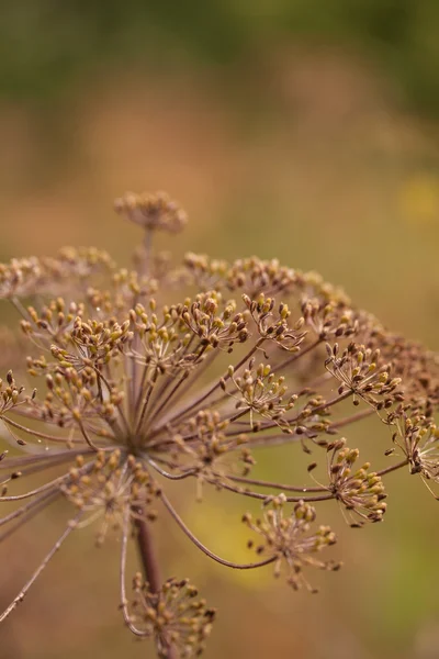 Graines de fenouil séchées dans les lits. faible profondeur de champ — Photo