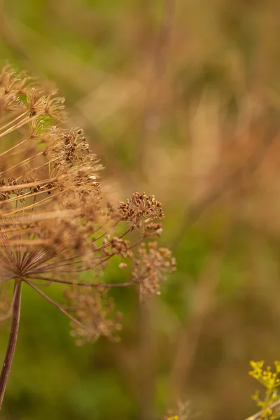 Graines de fenouil séchées dans les lits. faible profondeur de champ — Photo