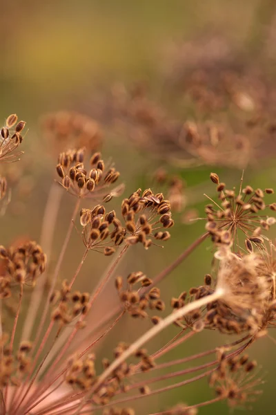 Graines de fenouil séchées dans les lits. faible profondeur de champ — Photo