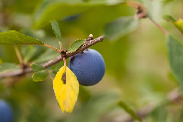 Mogna plommon på en trädgren — Stockfoto