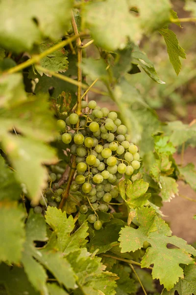 Un racimo de uvas. Viñedo — Foto de Stock