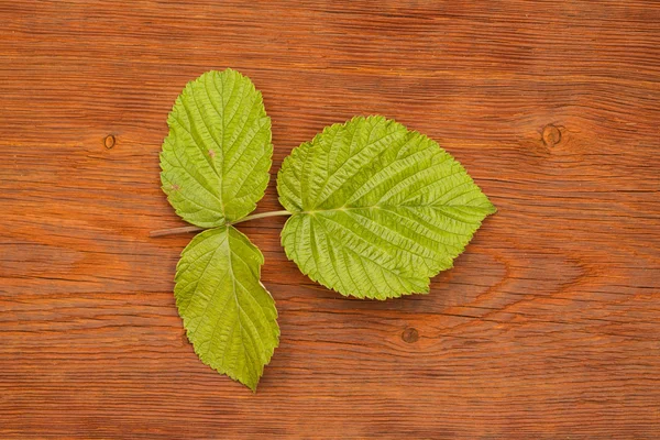 Листья малины на деревянном фоне — стоковое фото