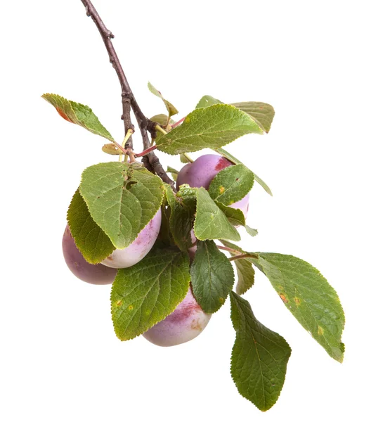 Cabang plum dengan buah beri dan daun terisolasi di latar belakang putih — Stok Foto