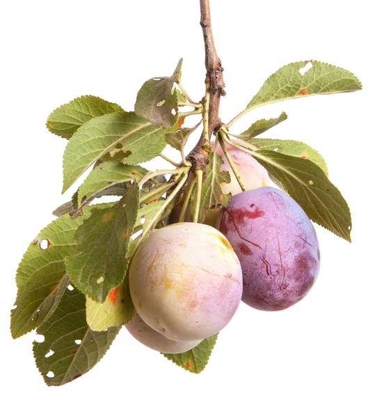 Plum branch with berries and leaves isolated on white background — Stock Photo, Image