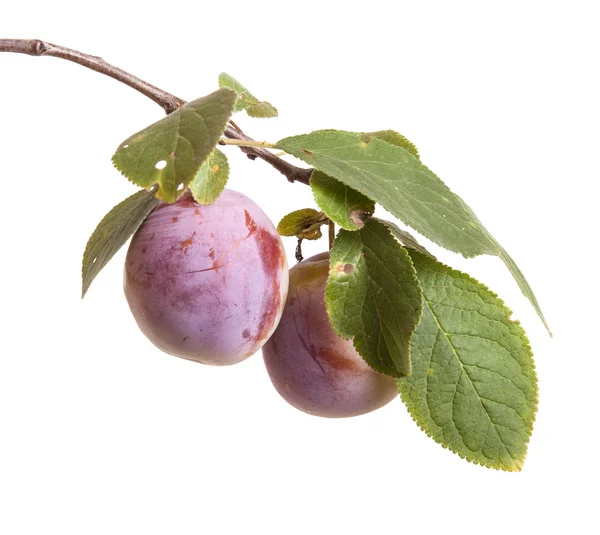 Cabang plum dengan buah beri dan daun terisolasi di latar belakang putih — Stok Foto