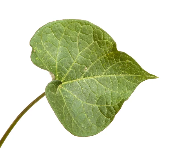 Flor verde hoja mañana gloria sobre un fondo blanco — Foto de Stock