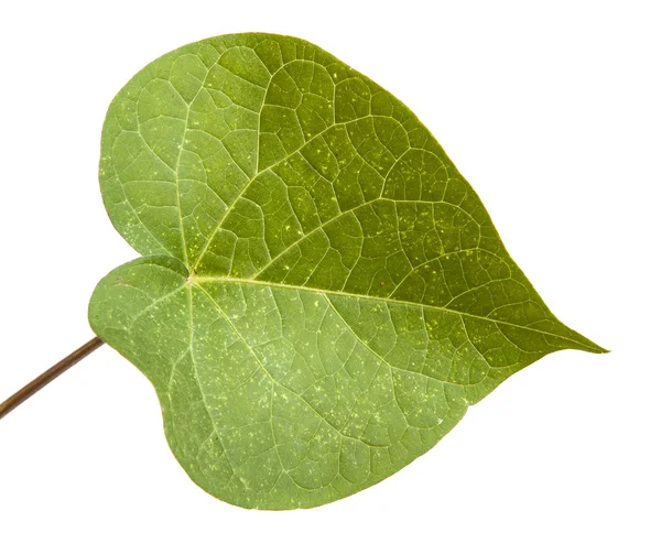 Fleur feuille verte Matin Gloire sur un fond blanc — Photo