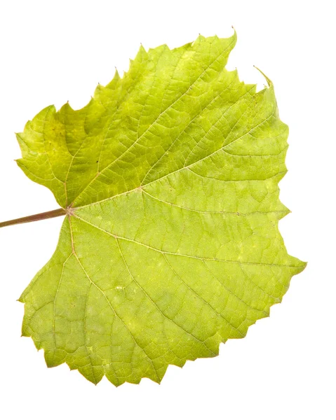 Liści winogron. na białym tle — Zdjęcie stockowe