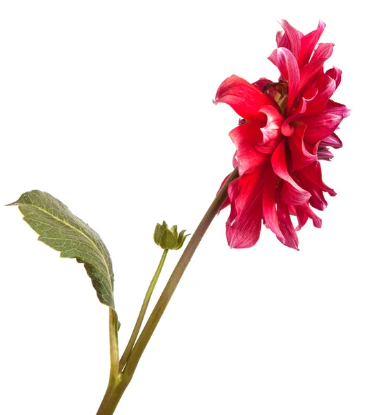 Dahlia flower isolated on white background — Stock Photo, Image