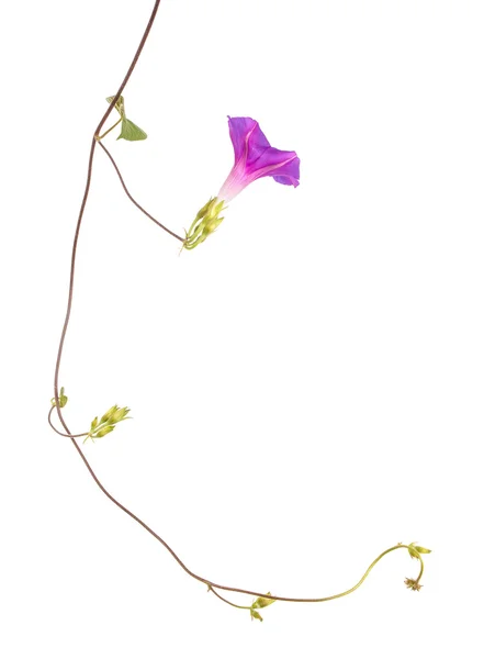 나팔꽃 꽃에 고립 된 흰색 배경 — 스톡 사진