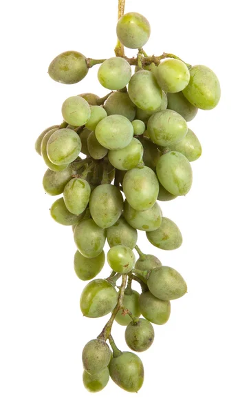 Bund unreifer grüner Trauben. isoliert auf weißem Hintergrund — Stockfoto