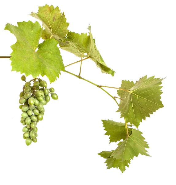 不成熟的葡萄，孤立的白色背景上的叶子 — 图库照片