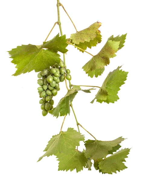 Not ripe grapes with leaves isolated on white background — Stock Photo, Image