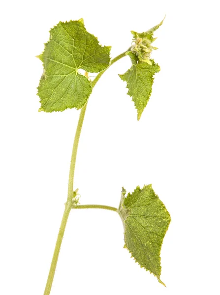 Hojas verdes de pepino aisladas sobre fondo blanco —  Fotos de Stock