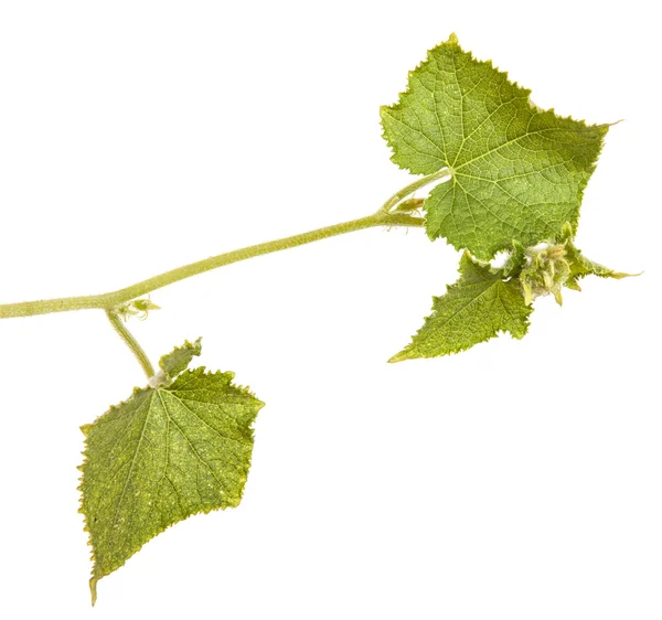 Πράσινα φύλλα του αγγουριού που απομονώνονται σε λευκό φόντο — Φωτογραφία Αρχείου