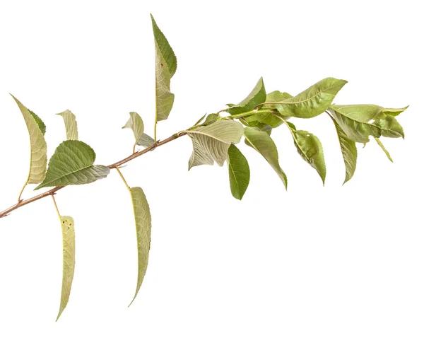 Árvore de cereja ramo isolado no fundo branco — Fotografia de Stock