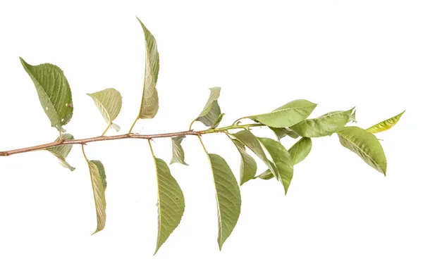 Árvore de cereja ramo isolado no fundo branco — Fotografia de Stock