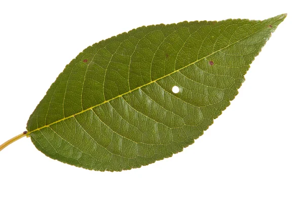 Folha de cerejeira isolada no fundo branco — Fotografia de Stock