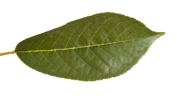 Cherry tree leaf isolated on white background — Stock Photo, Image