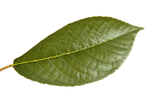 Folha de cerejeira isolada no fundo branco — Fotografia de Stock