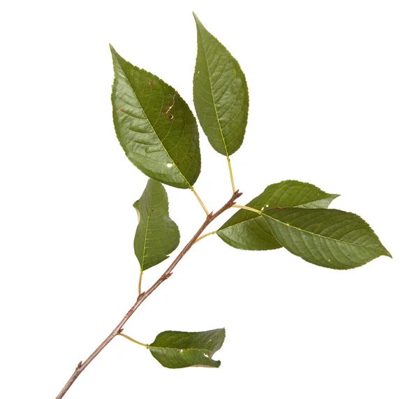 Cherry tree branch isolated on white background — Stock Photo, Image