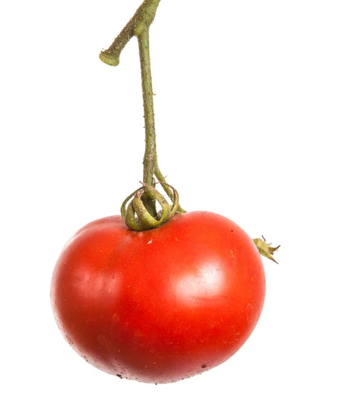 Tomates vermelhos maduros em um ramo em um fundo branco — Fotografia de Stock