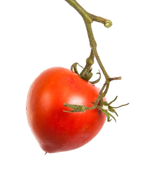 Tomates rojos maduros en una rama sobre un fondo blanco —  Fotos de Stock