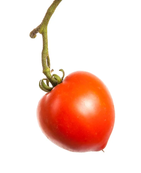 Reife rote Tomaten auf einem Zweig auf weißem Hintergrund — Stockfoto