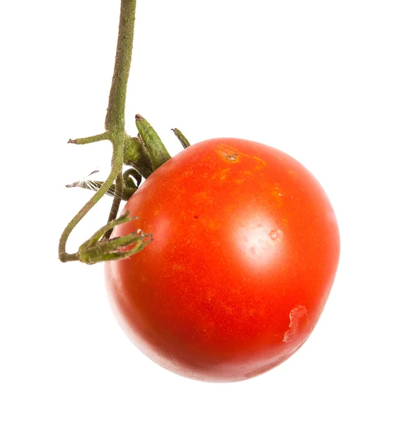 Tomates vermelhos maduros em um ramo em um fundo branco — Fotografia de Stock
