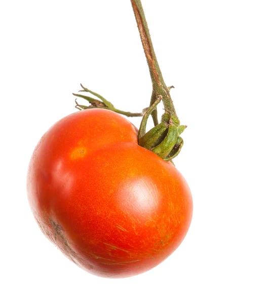 Tomates rouges mûres sur une branche sur fond blanc — Photo