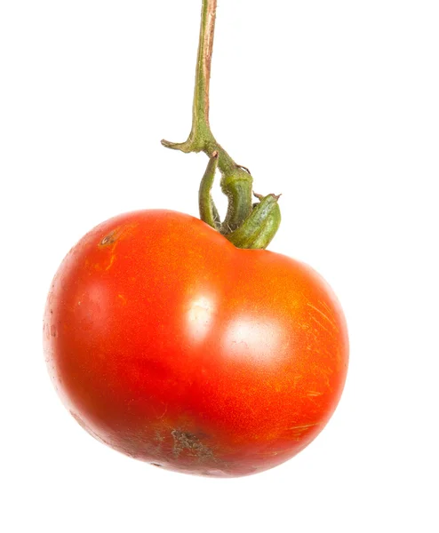 Tomates vermelhos maduros em um ramo em um fundo branco — Fotografia de Stock