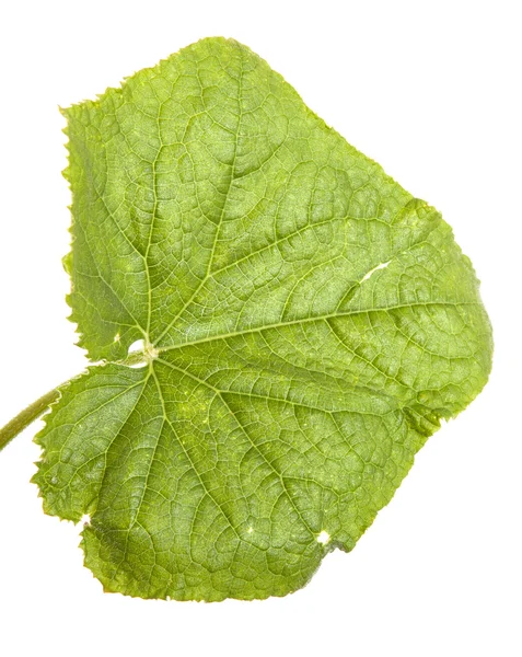 Green leaves of cucumber isolated on white background — Stock Photo, Image