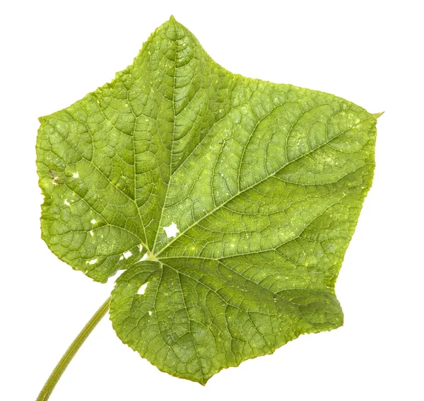 Зелене листя огірка ізольовано на білому фоні — стокове фото