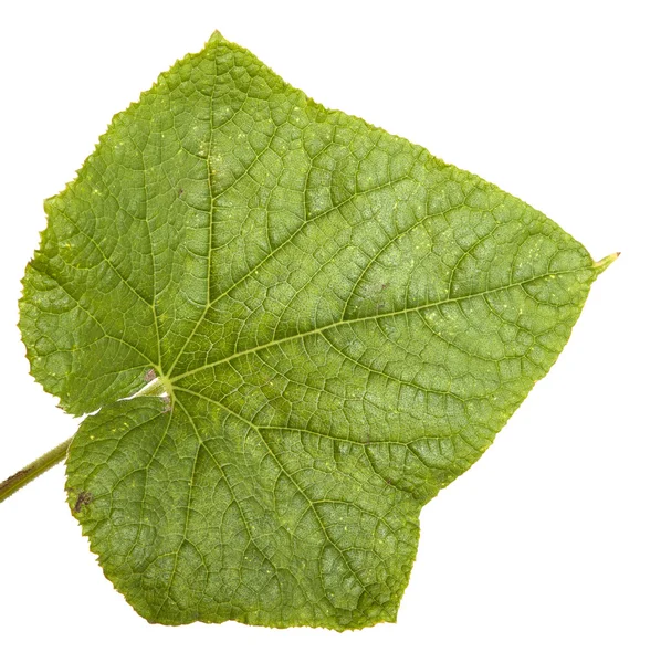 Groene bladeren van komkommer geïsoleerd op witte achtergrond — Stockfoto