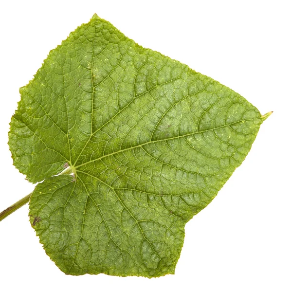 Green leaves of cucumber isolated on white background — Stock Photo, Image