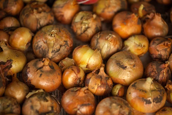 Cipolle secche. raccolta sfondo — Foto Stock