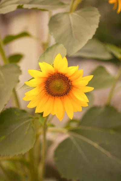 Blomstrende solsikke. grunt feltdyp – stockfoto