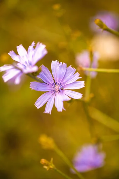 Je Chrpa květ. malá hloubka ostrosti makro — Stock fotografie