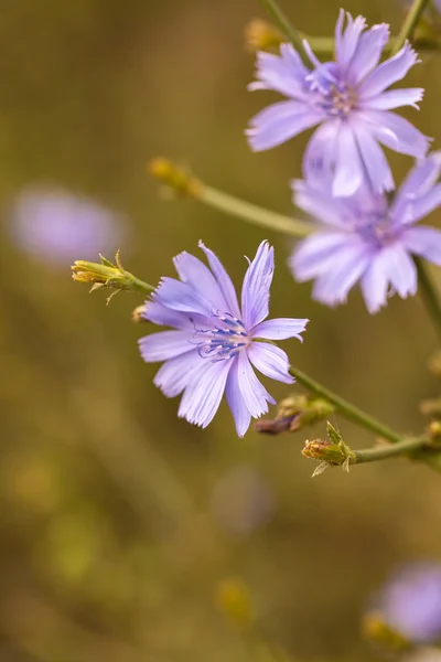 Je Chrpa květ. malá hloubka ostrosti makro — Stock fotografie