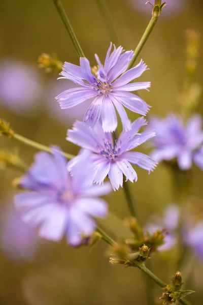 Knapweed kwiat. płytkiej głębi ostrości makro — Zdjęcie stockowe