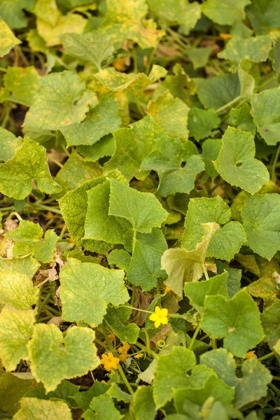 Bädd av gurkor. bakgrund — Stockfoto