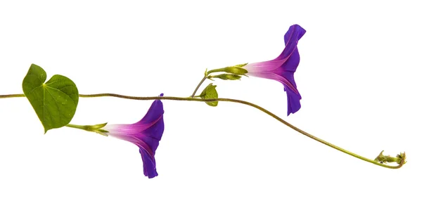 sabah zafer çiçek izole üzerinde beyaz zemin üzerine