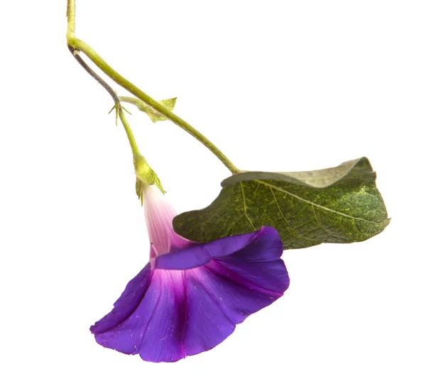 Flores da glória da manhã em isolado no fundo branco — Fotografia de Stock