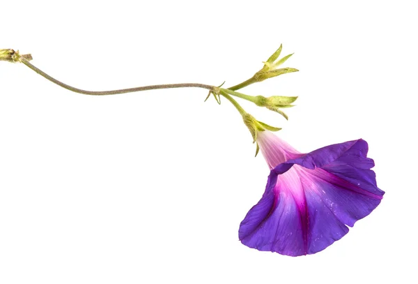 Morning glory blommor på isolerade på vit bakgrund — Stockfoto