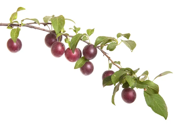 Cabang cherry-plum dengan buah beri dan daun terisolasi di kulit putih — Stok Foto