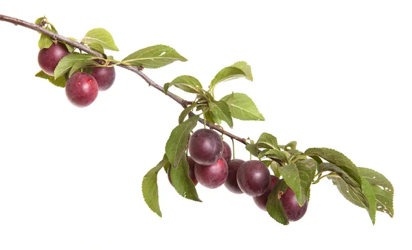 Cabang cherry-plum dengan buah beri dan daun terisolasi di kulit putih — Stok Foto