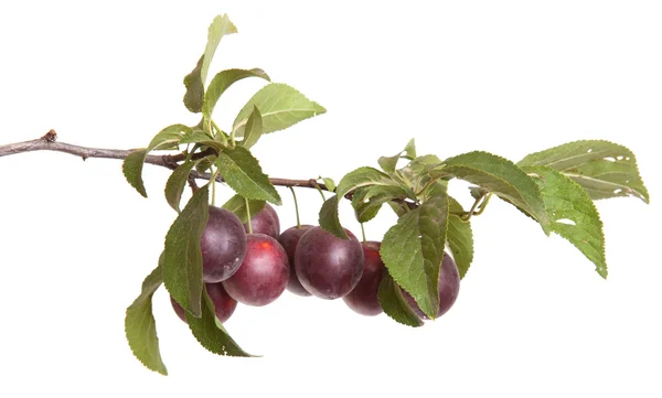 樱桃李支浆果和树叶上白色 bac 孤立 — 图库照片