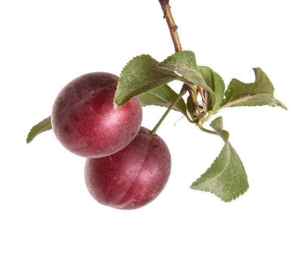 Cherry-plommon gren med bär och blad isolerad på vita bac — Stockfoto