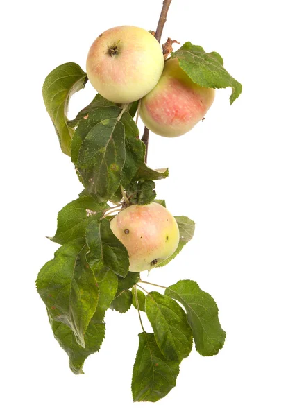 Egy ág érett alma elhagyja a elszigetelt fehér háttér — Stock Fotó