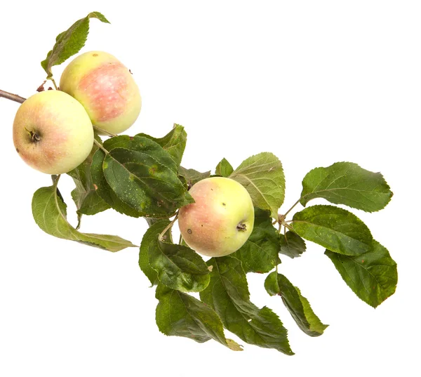 Manzana madura en una rama con hojas aisladas sobre fondo blanco — Foto de Stock
